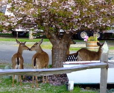 Deer frequent the park