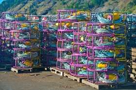 Colorful crab pots.